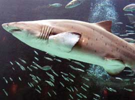 AÜ'den köpek balığı uyarısı