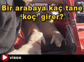 Sivas’ta 2. ‘Dana Ferhat' vakası! - Video