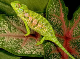 Bukalemunlar neden renk değiştirir?
