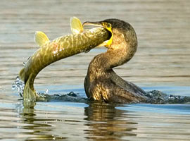 Karabatak, balığı böyle yuttu - Foto