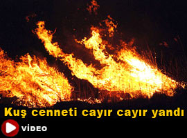 Kuş cenneti alev alev yandı - Video