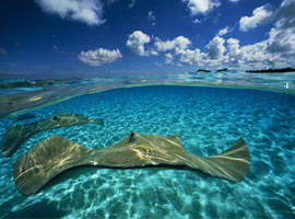 Sualtı dünyasından büyüleyici kareler