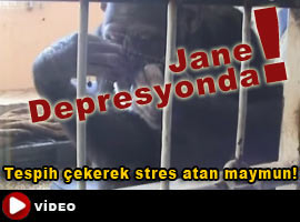 Görüntülerdeki maymun ARANIYOR !