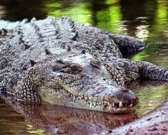 Kızını timsahın ağzından çıkardı!