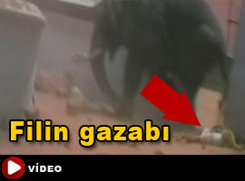 Fil, bakıcısını böyle ezdi! - VİDEO
