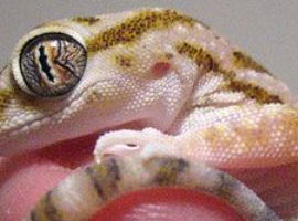 Kendileri küçük dünyaları büyük