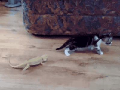 p18rlpai6h1gjt1mkt1ngn30c8jpi.gif