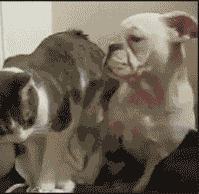 p18rlpai6h1k8s11p0156e1s8si8pa.gif