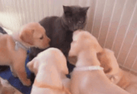 p18rlpai6hdep1f521fe51ku12681.gif