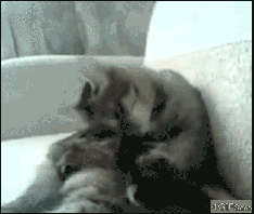 p18rlpai6hhh9fv818jn1qa81k7k4.gif